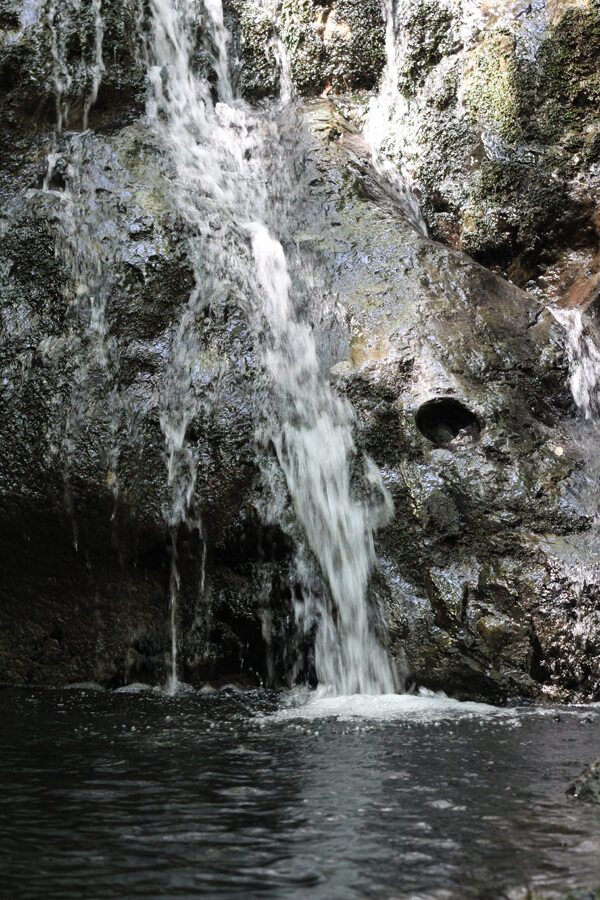 Uvas Canyon County Park: Alec Canyon & Waterfall Loop