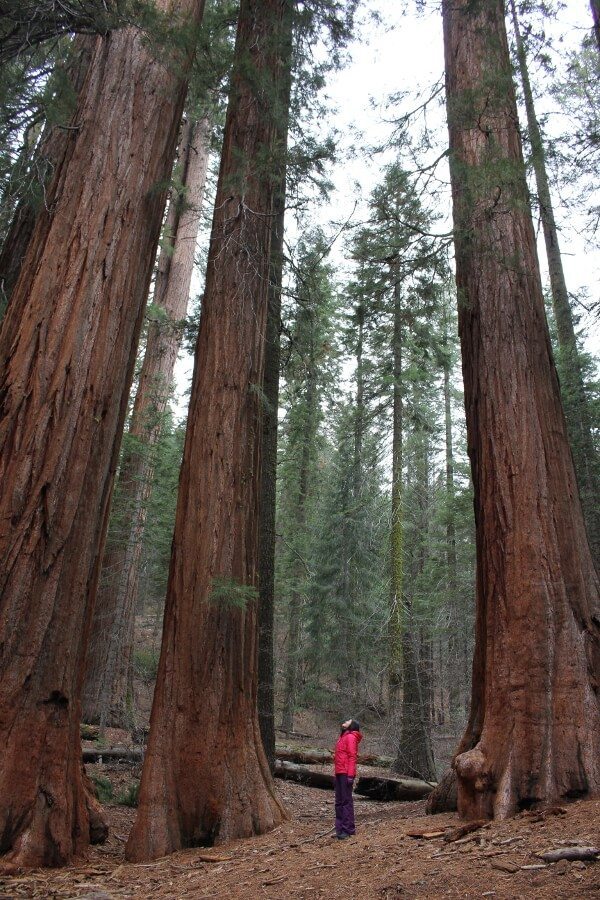 Yosemite National Park: Merced Grove of Giant Sequoias