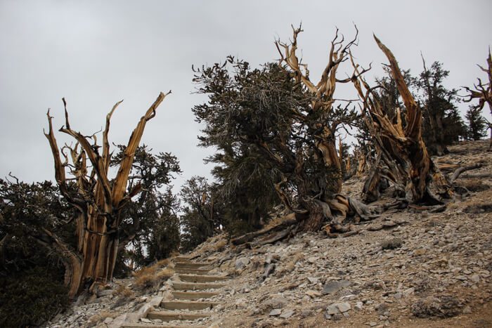 Ancient Bristlecone Pine Forest Discovery Trail Hike Report