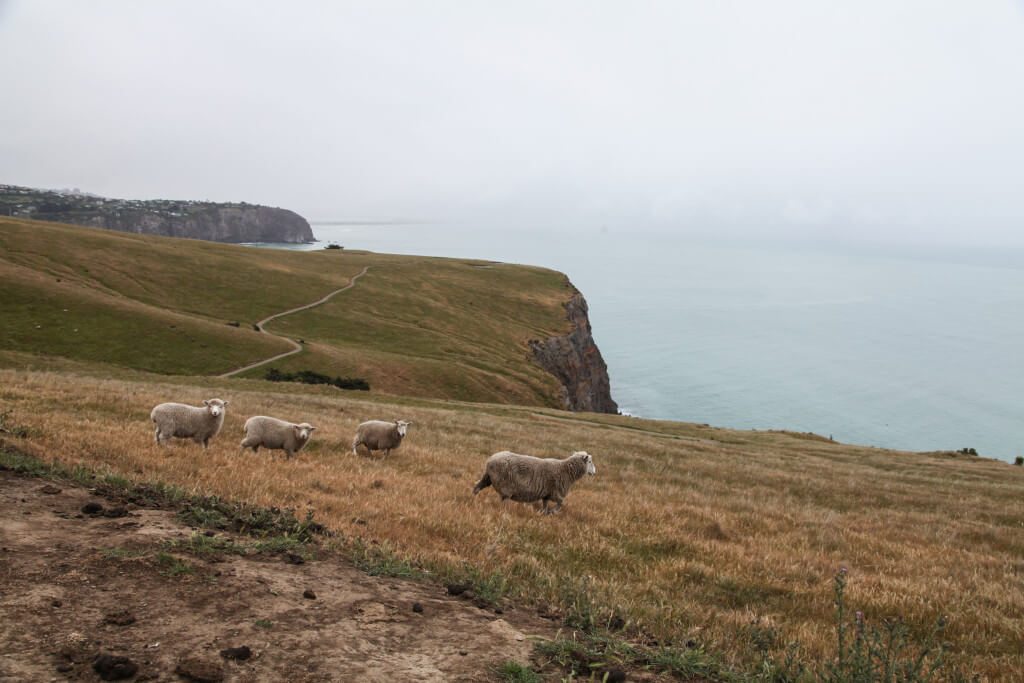 Hiking Godley-Head Taylors Mistake