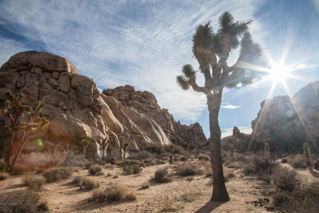 A Weekend in Joshua Tree #rallythetribe