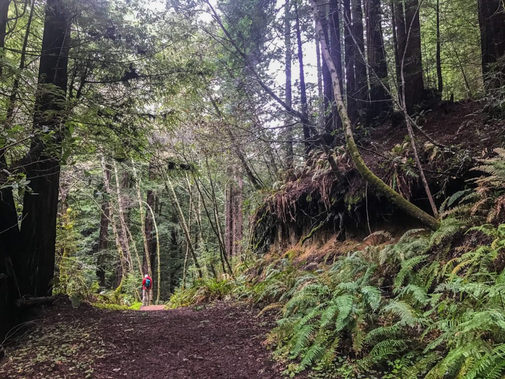 Hiking Purisima Creek Redwoods February 2017