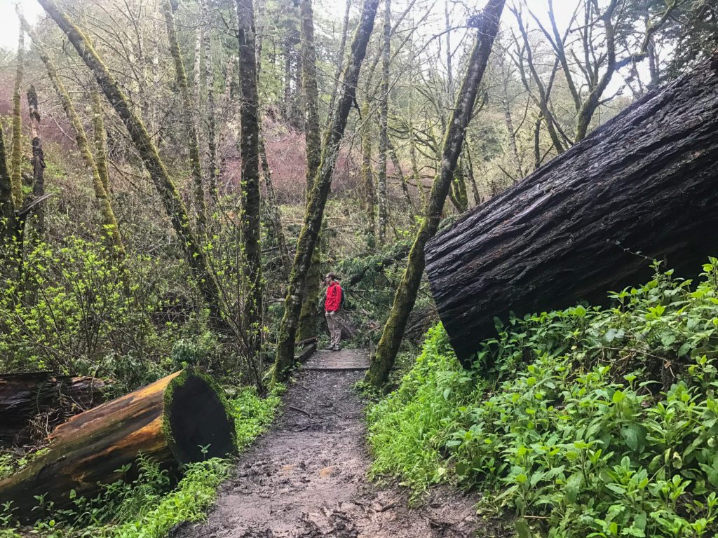 Hiking Purisima Creek Redwoods February 2017