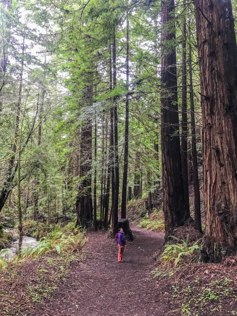 Hiking Purisima Creek Redwoods February 2017