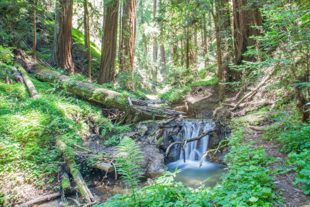 Hiking Peters Creek Loop Portola Redwoods May 2017