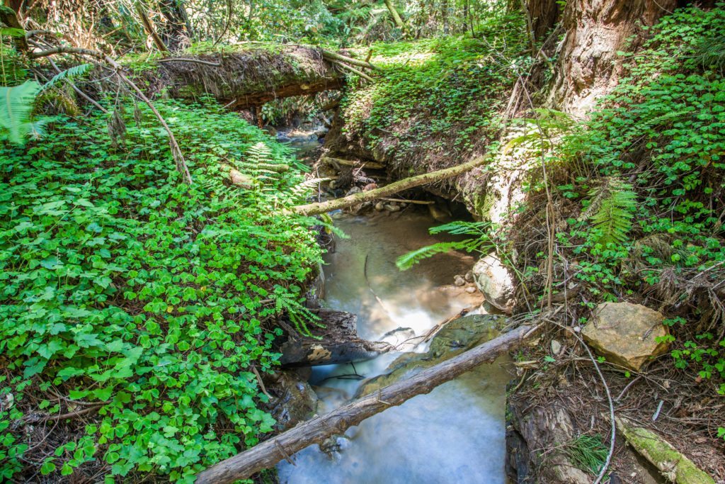 Hiking Peters Creek Loop Portola Redwoods May 2017