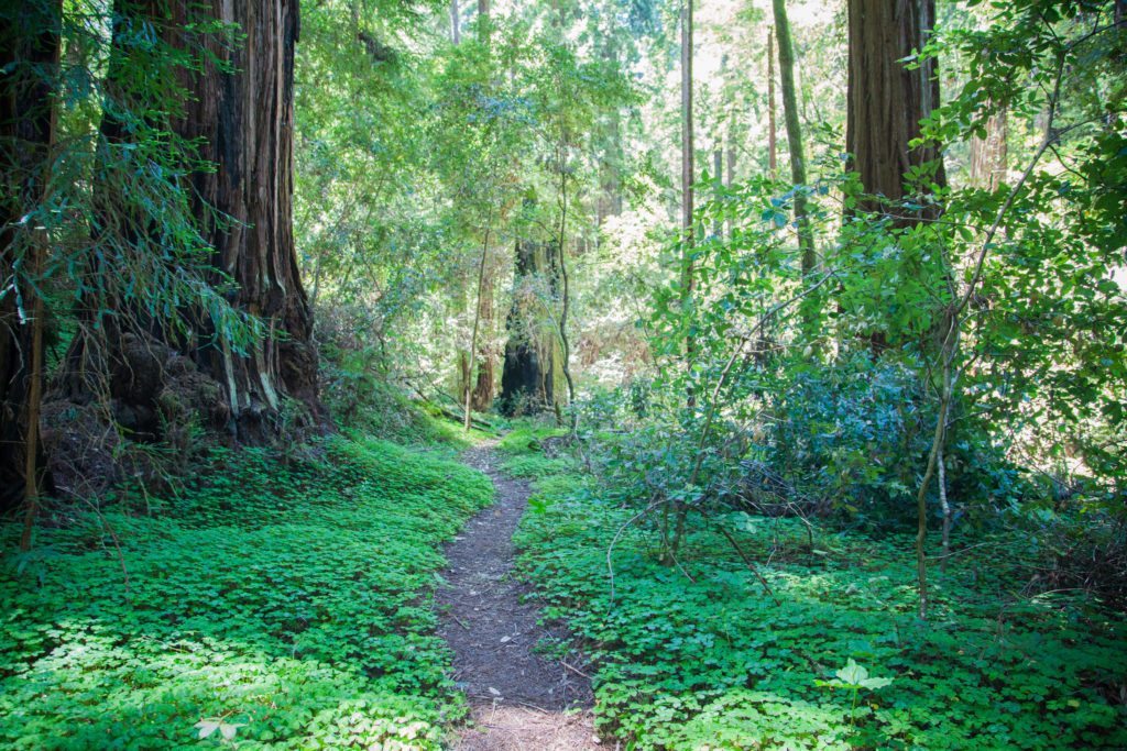 Hiking Peters Creek Loop Portola Redwoods May 2017