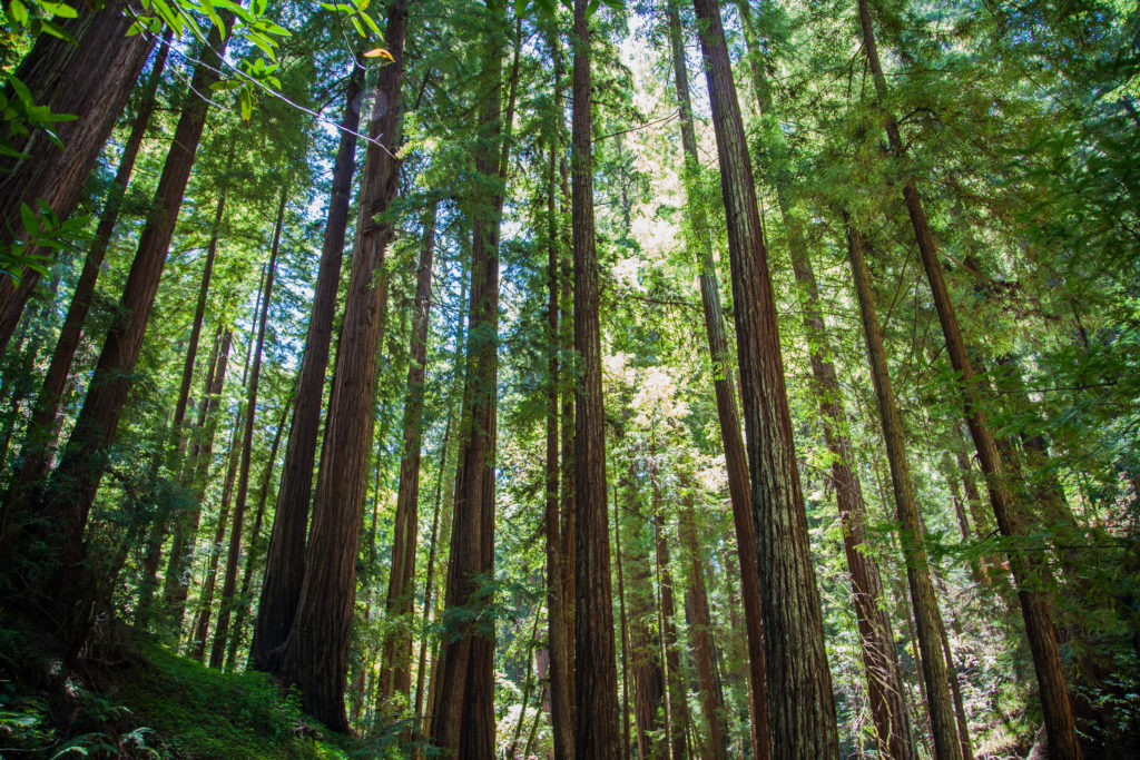 Hiking Peters Creek Loop Portola Redwoods May 2017