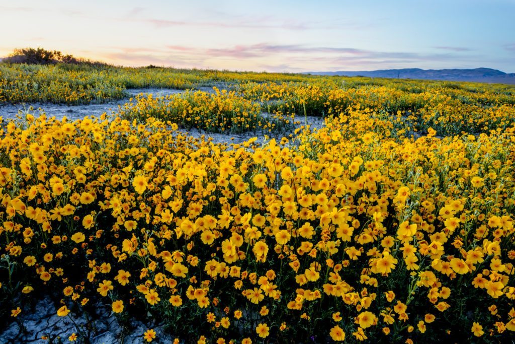 Carrizo Plain National Monument