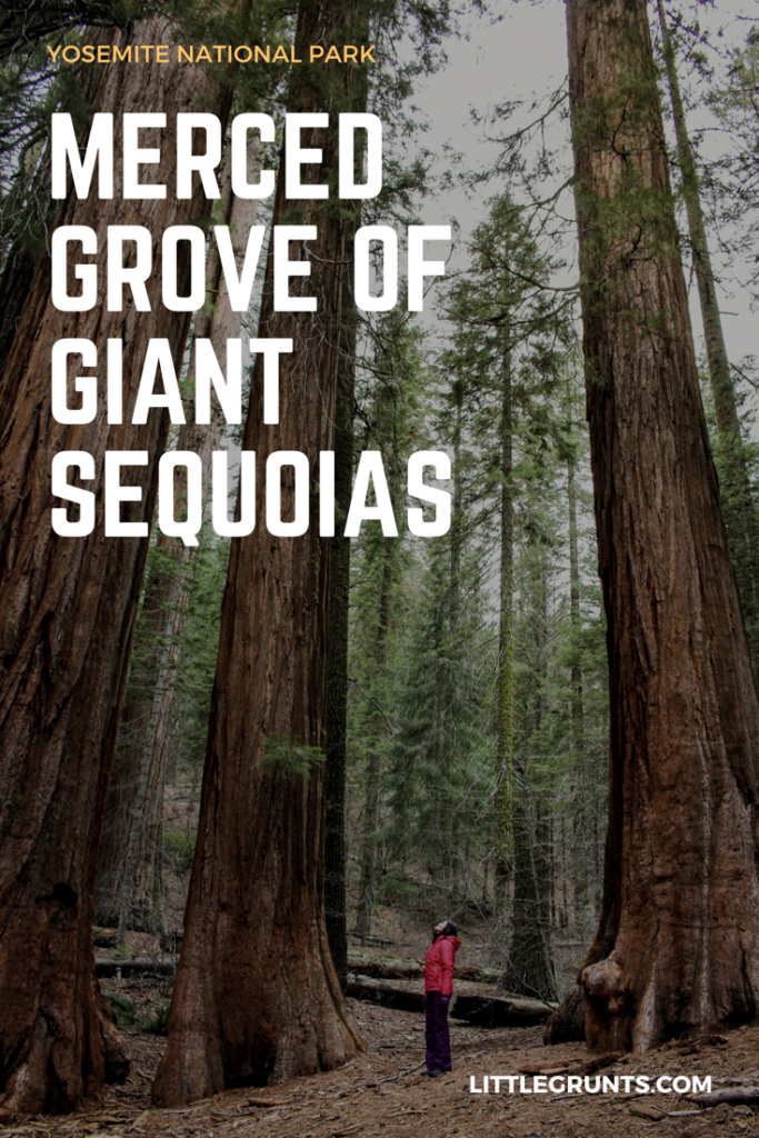 Hiking Merced Grove of Giant Sequoias, Yosemite National Park