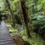 Hiking Lake Matheson Fox Glacier New Zealand