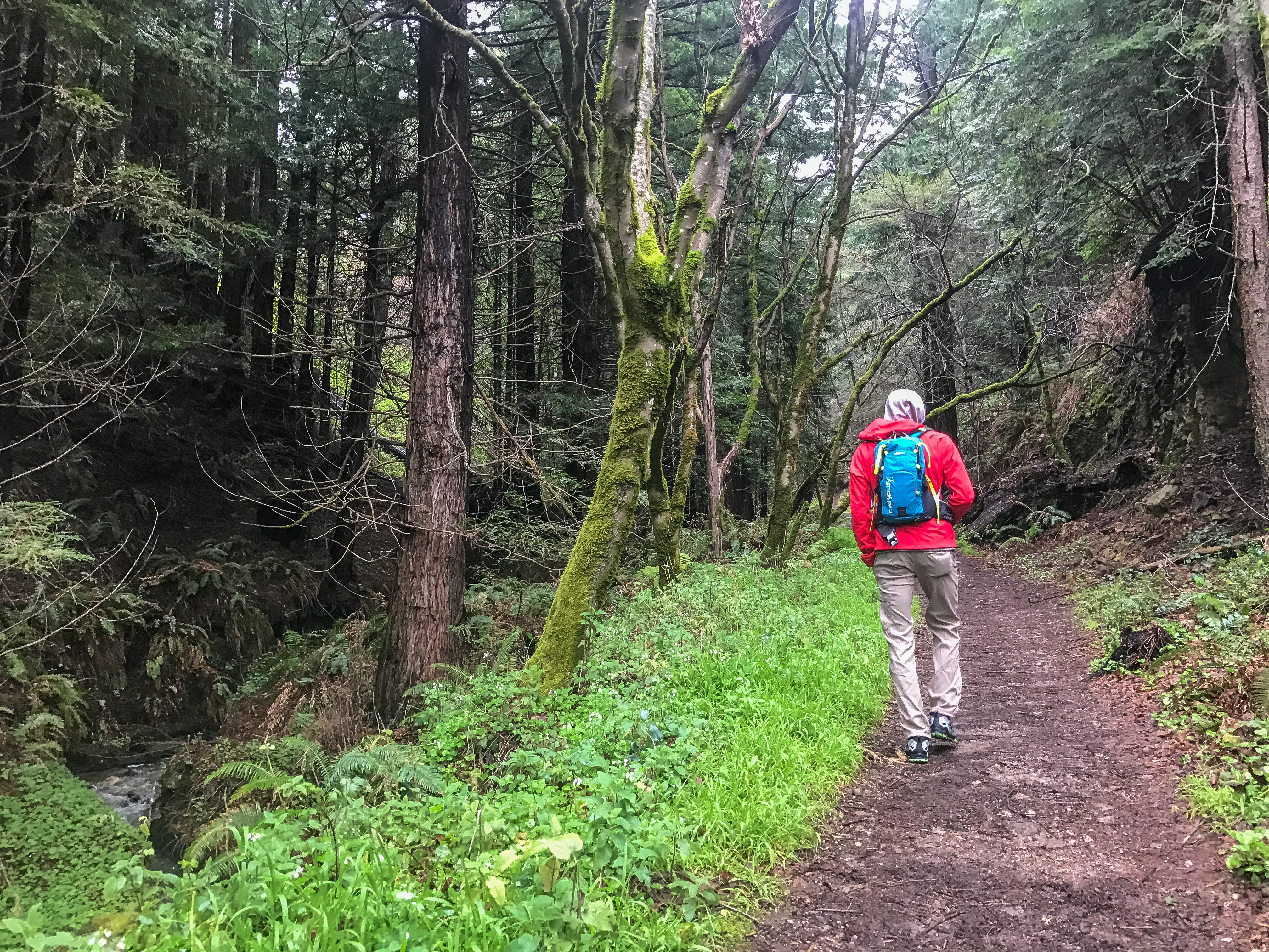 Hiking Purisima Creek Redwoods February 2017
