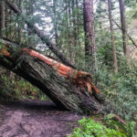 Hiking Purisima Creek Redwoods February 2017