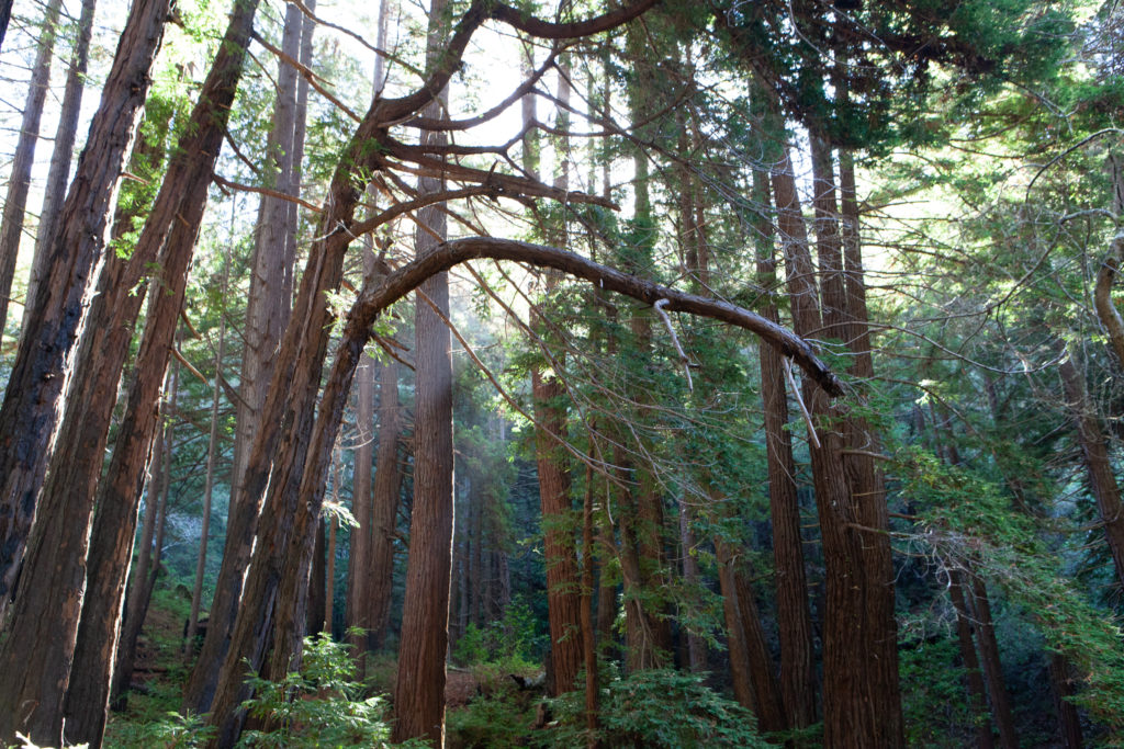 Hiking Limekiln State Park, Big Sur, CA