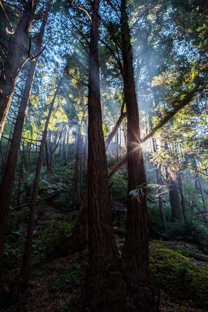 Hiking Limekiln State Park