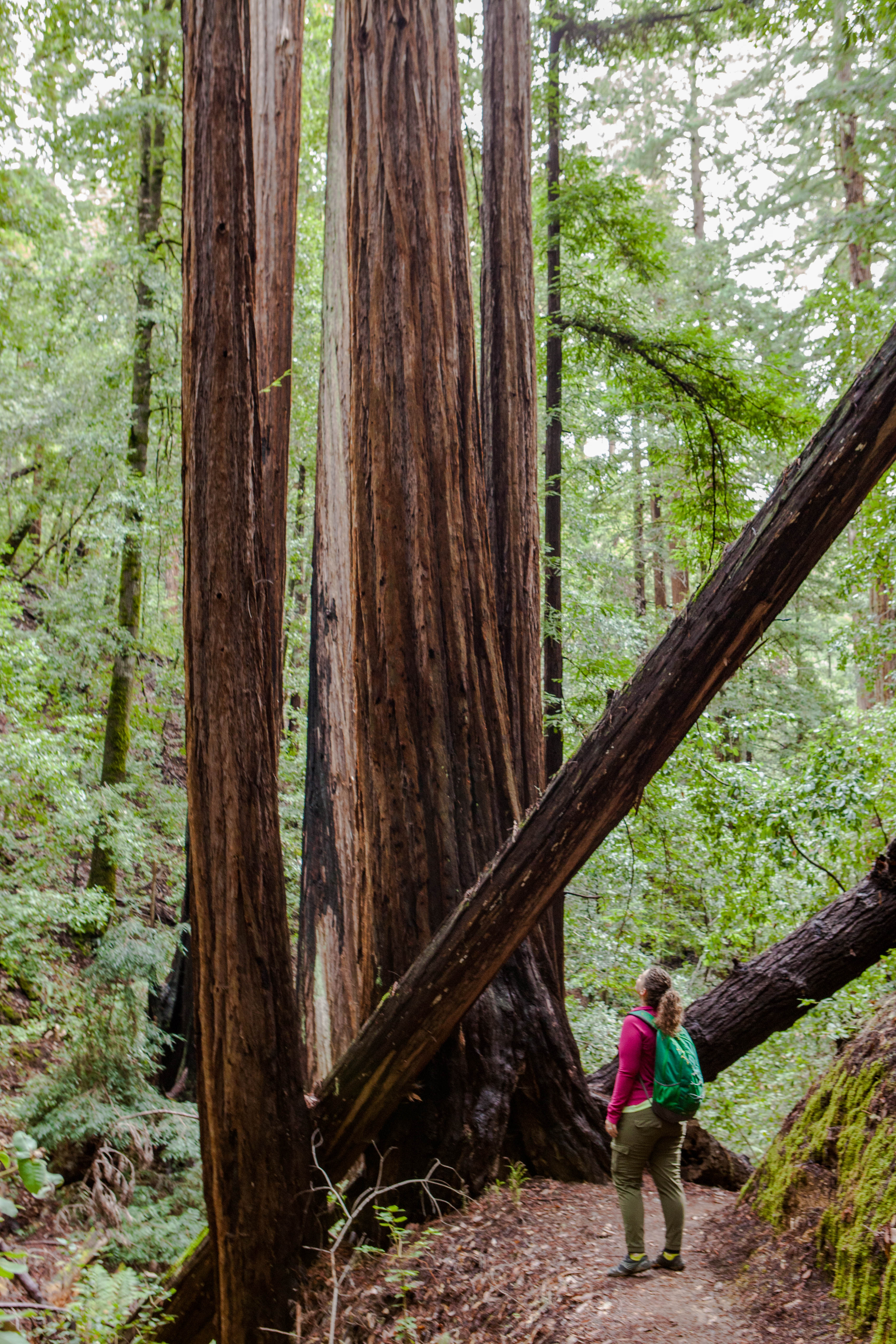 Best Redwood Hikes Bay Area