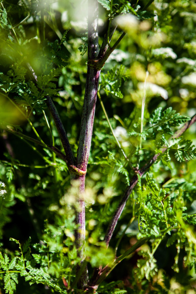 Ferment & Forage with the Little River Inn - littlegrunts.com