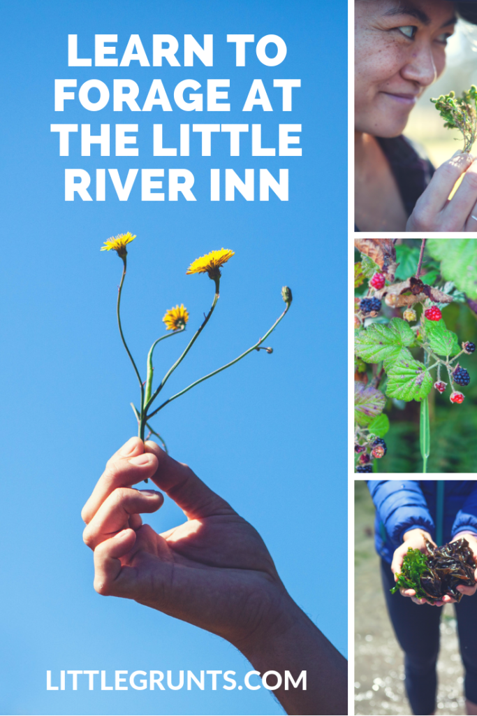 Learn to Forage at the Little River Inn