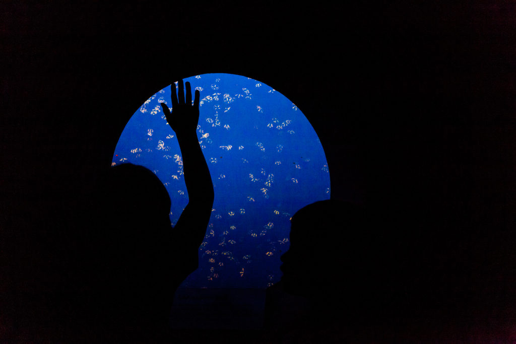 Explore the Monterey Bay Aquarium