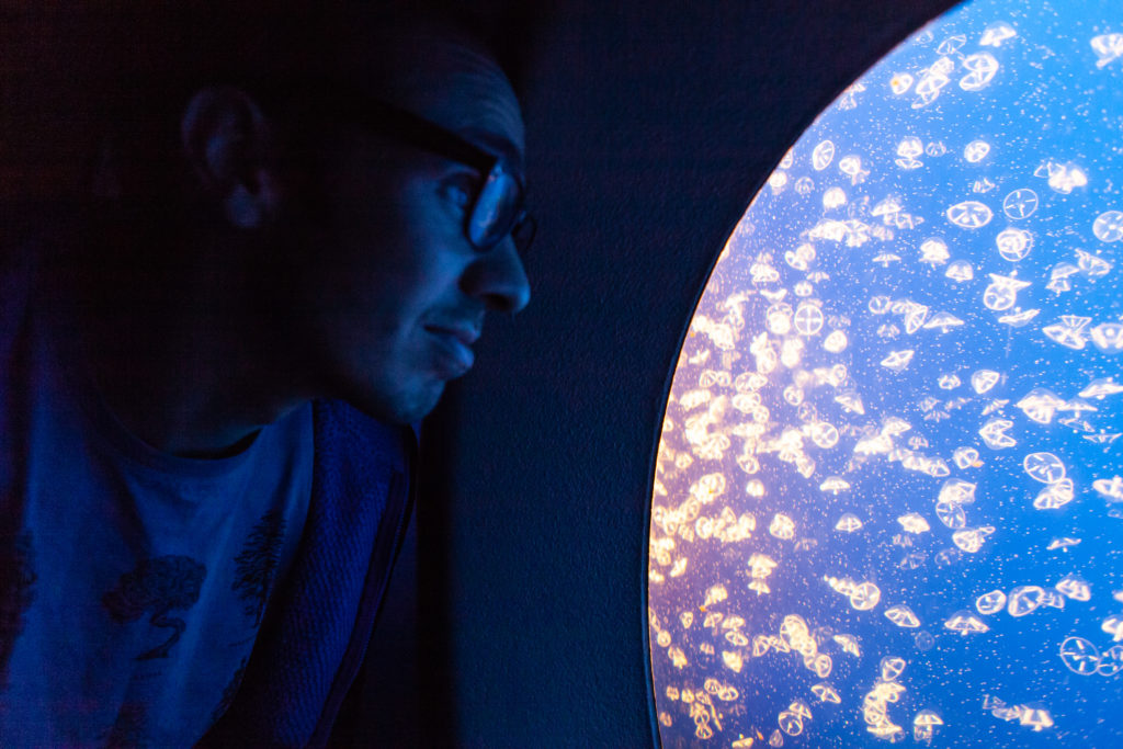 Explore the Monterey Bay Aquarium