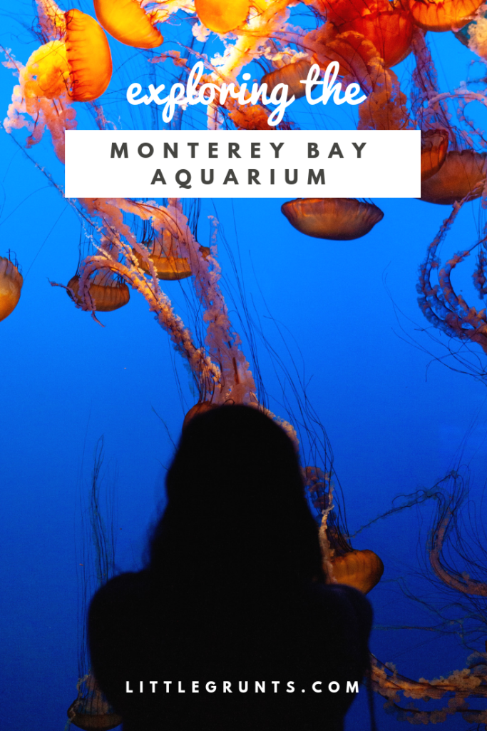 Exploring the Monterey Bay Aquarium