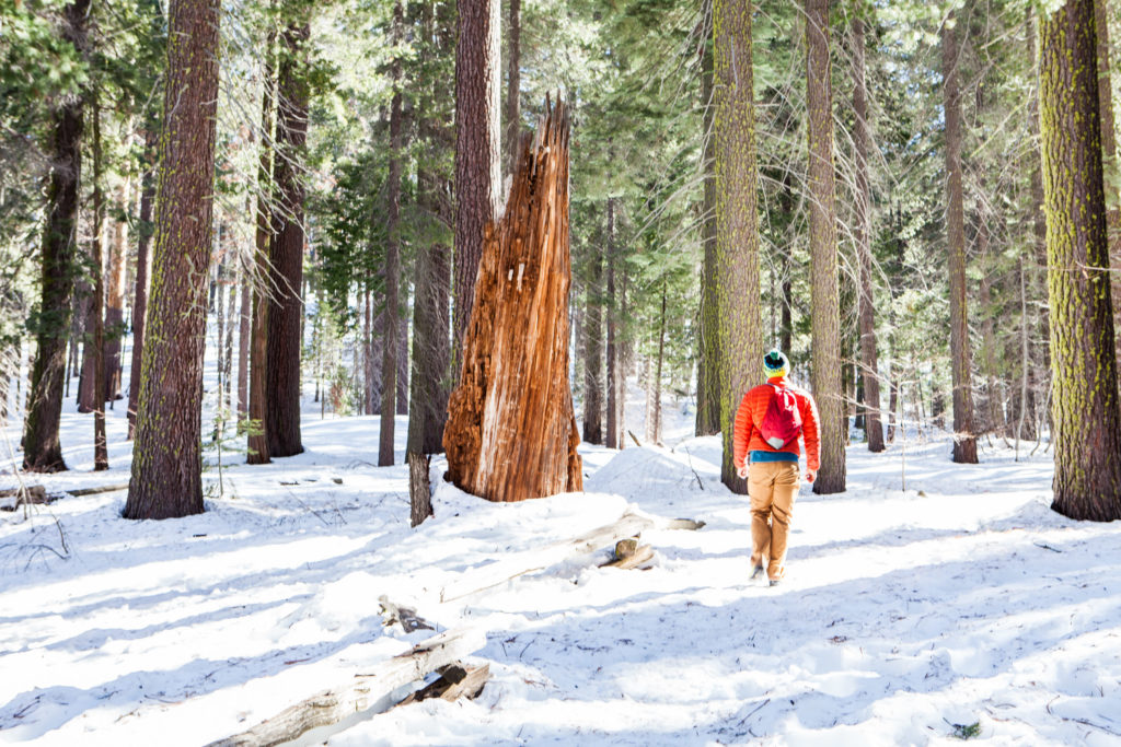 Hiking Tuolumne Grove of Giant Sequoias, Yosemite National Park