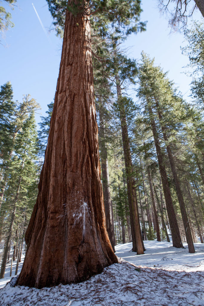 Hiking Tuolumne Grove of Giant Sequoias, Yosemite National Park