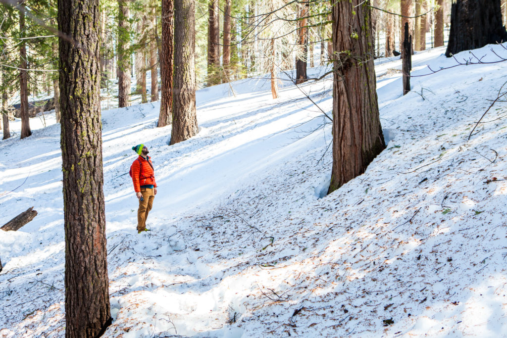 Hiking Tuolumne Grove of Giant Sequoias, Yosemite National Park