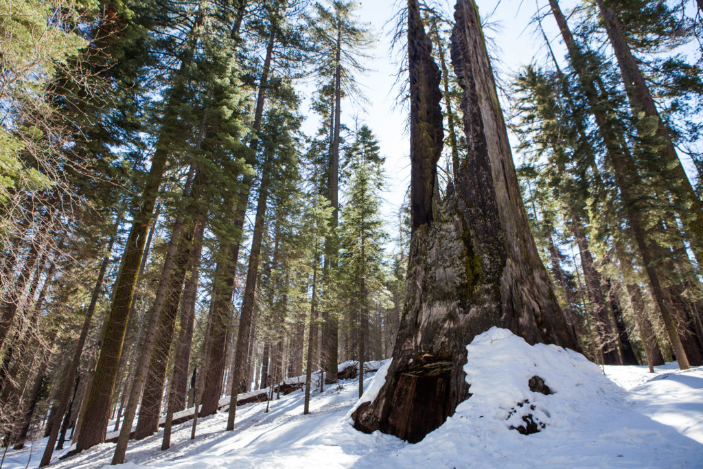 Hiking Tuolumne Grove of Giant Sequoias, Yosemite National Park