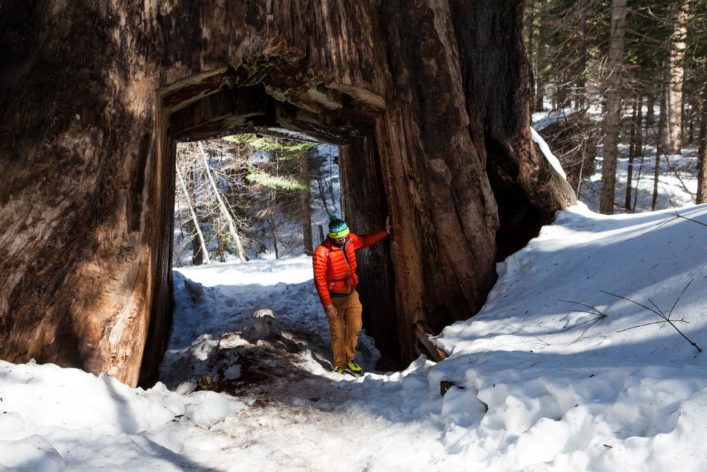 Hiking Tuolumne Grove of Giant Sequoias, Yosemite National Park