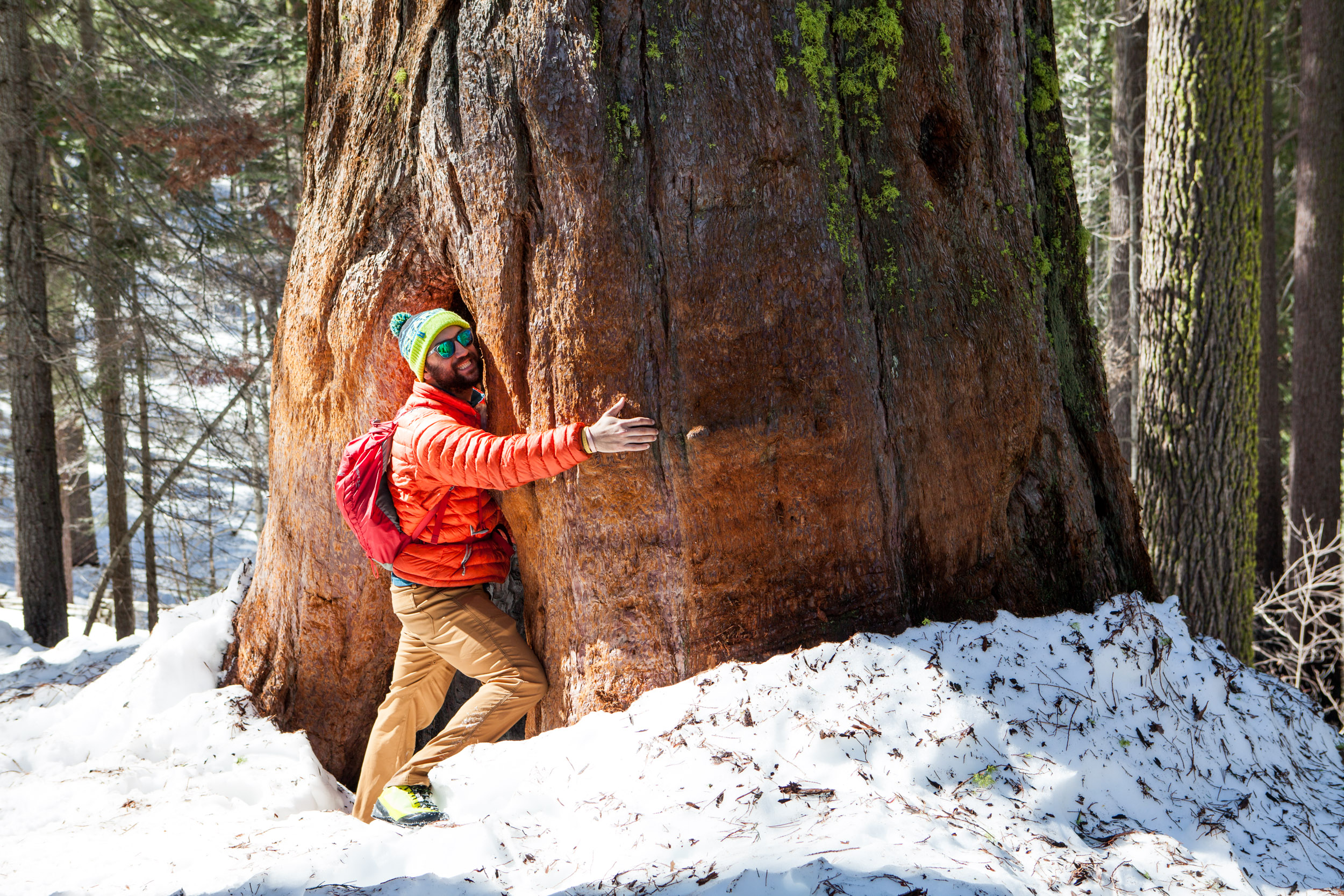 Hiking Tuolumne Grove of Giant Sequoias Yosemite National Park littlegrunts