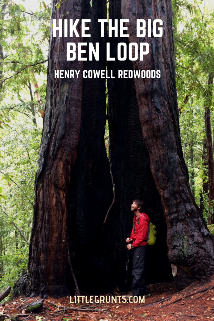 Hiking the Big Ben Loop at Henry Cowell Redwoods State Park