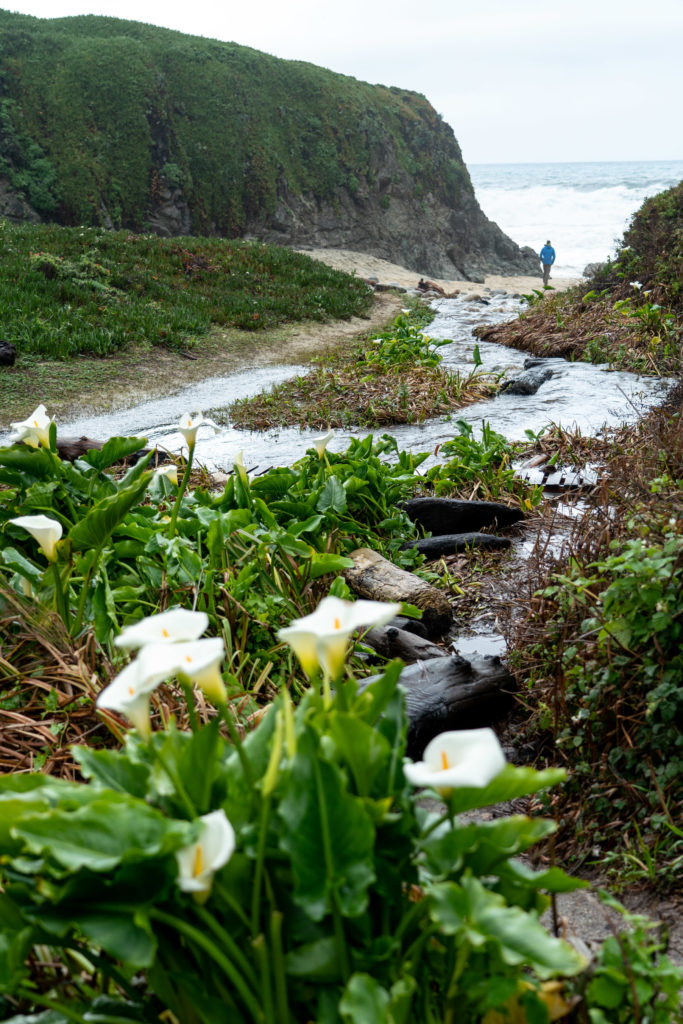 Hiking Calla Lily Valley in Garrapata State Park, Big Sur, CA