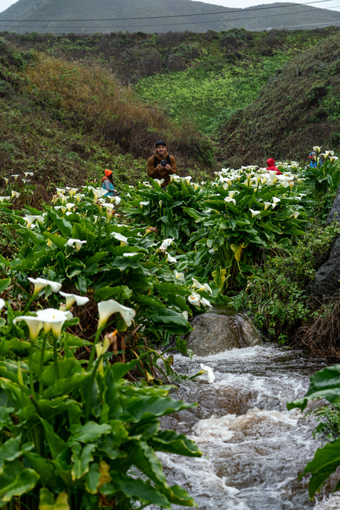 Hiking Calla Lily Valley in Garrapata State Park, Big Sur, CA