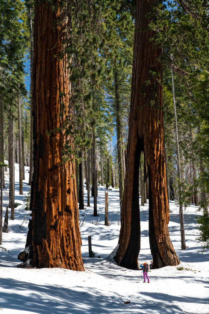 Mariposa Grove of Giant Sequoias