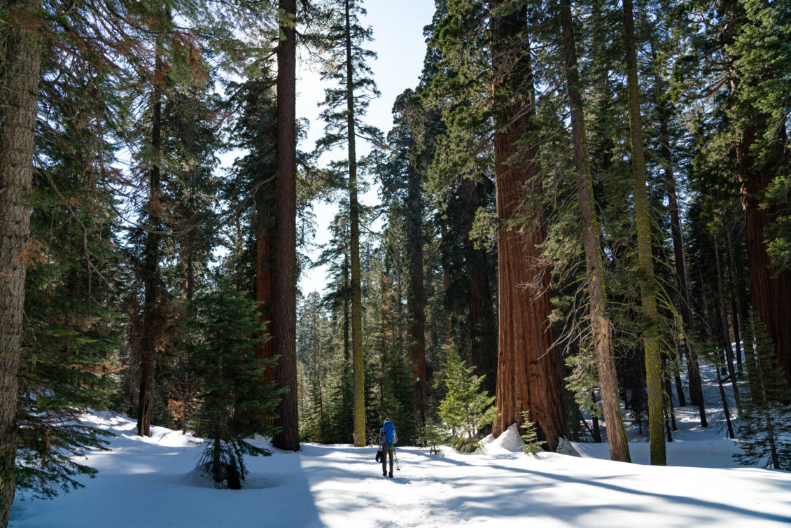 Backpacking Mariposa Grove, Yosemite National Park