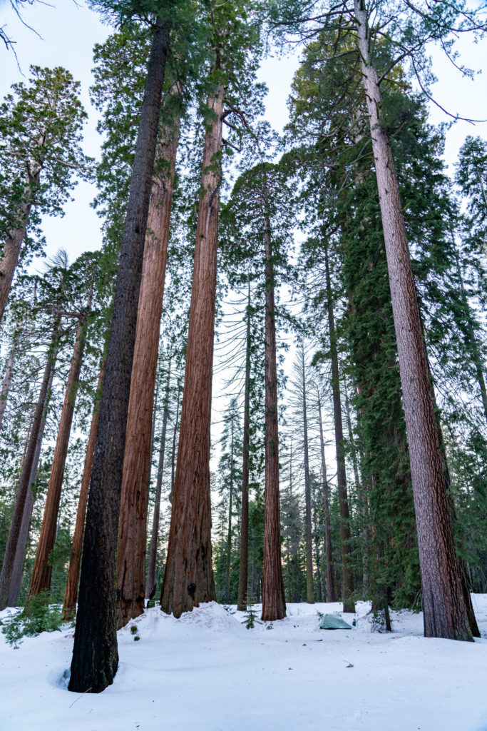 Backpacking Mariposa Grove, Yosemite National Park