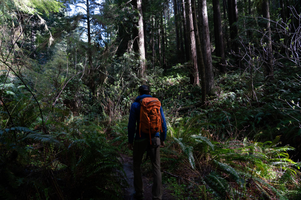 Hiking Russian Gulch State Park, Fern Canyon Waterfall Loop