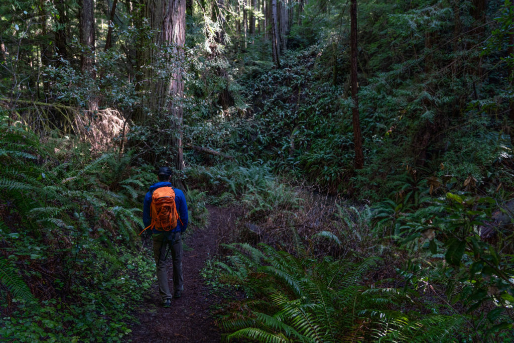 Hiking Russian Gulch State Park, Fern Canyon Waterfall Loop