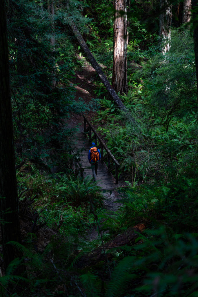 Hiking Russian Gulch State Park, Fern Canyon and Waterfall Loop