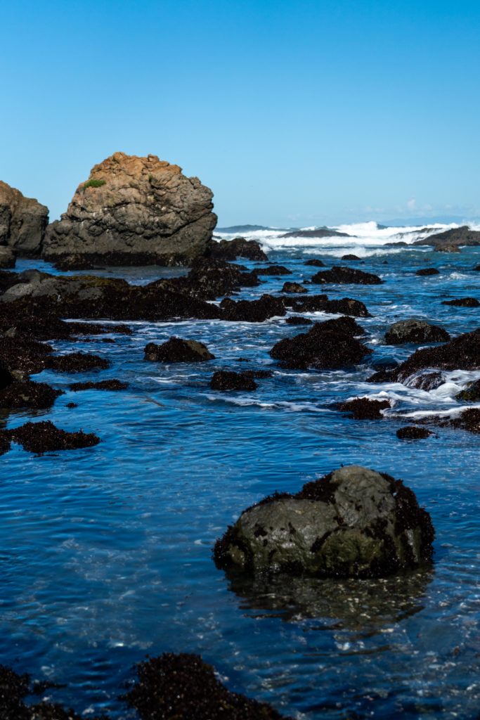 Tide Pools at Mackerricher State Park