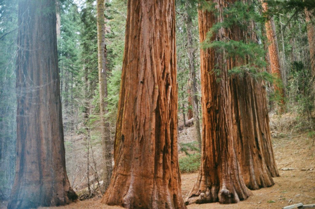 Hiking Merced Grove of Giant Sequoias