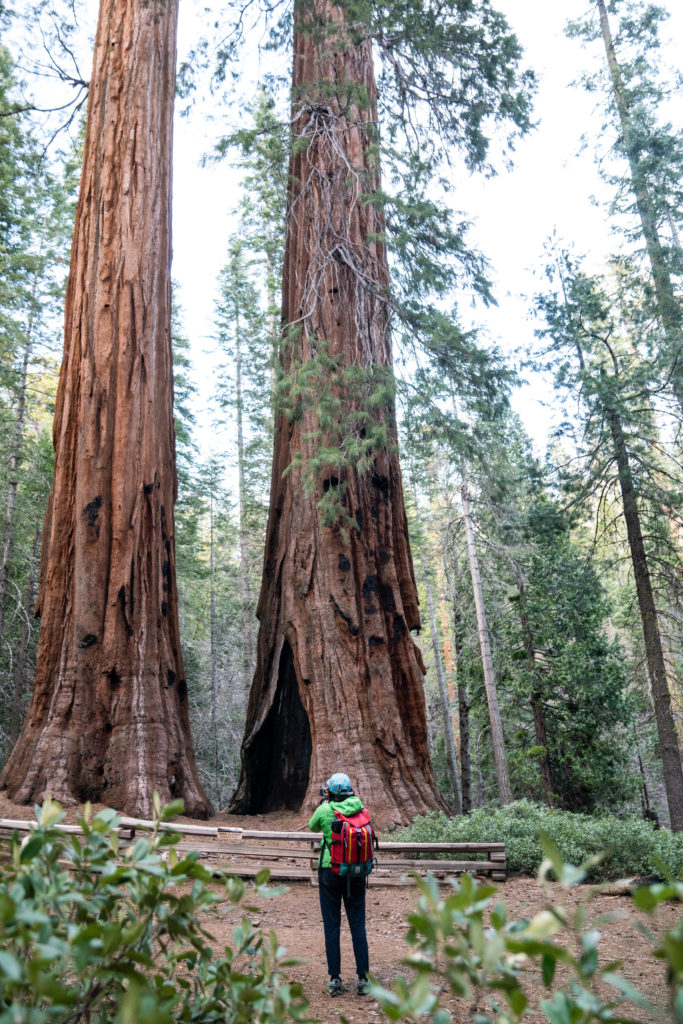 Hiking Merced Grove of Giant Sequoias